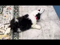 Prairie Hill Puppies - Mini Sized Sheepadoodle Puppies For Sale
