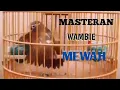 Download Lagu MASTERAN BURUNG WAMBIE GACOR FULL ISIAN MEWAH#wambiegacor#wambiefullisian#wambiemewah#
