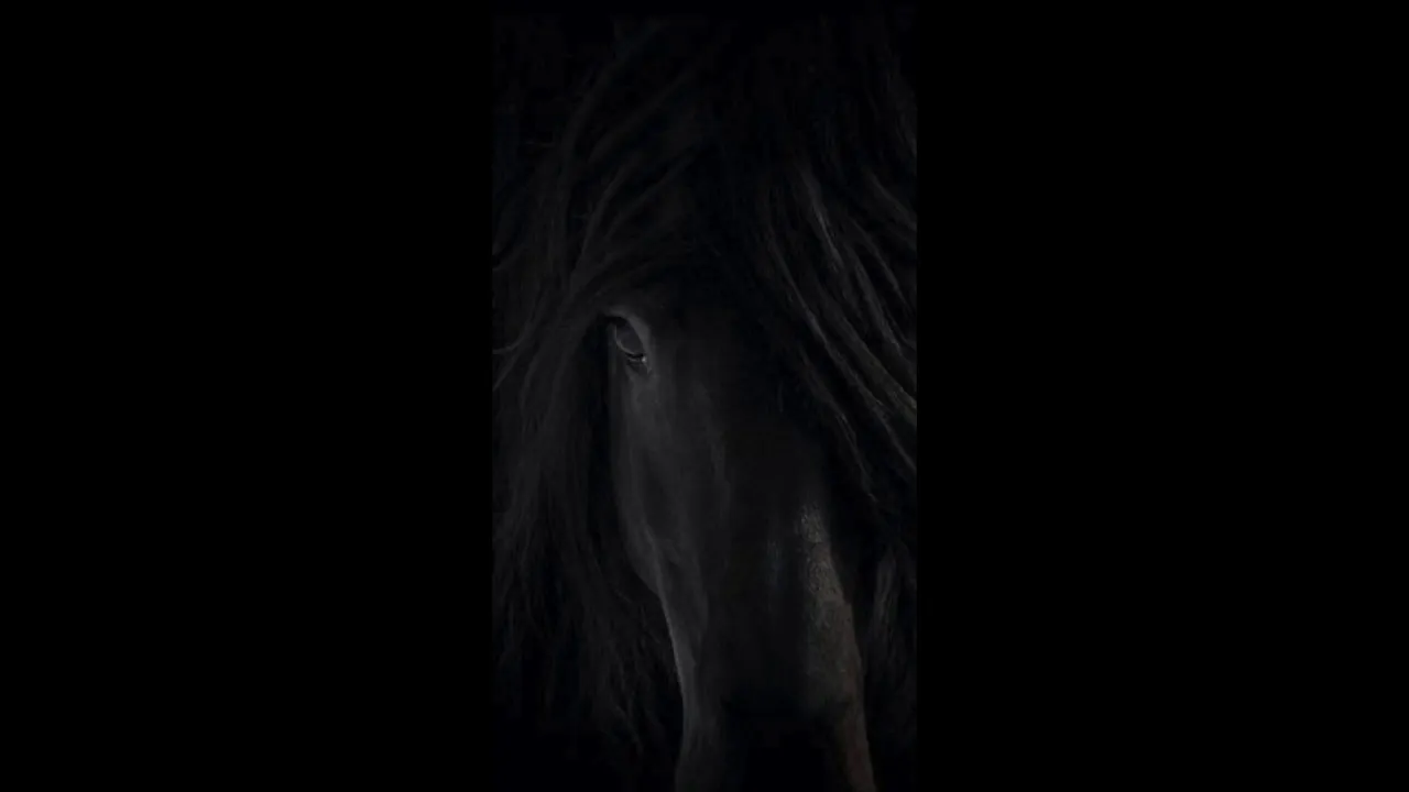 Kaufmann - Black Horsey (Original Mix) Kaufmann - Black Horsey (Original Mix)