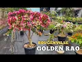 bougenville GOLDEN RAO