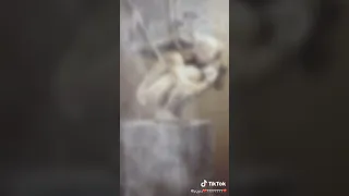 عينى على فوق كتفه هموم جبلين 