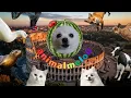 Lagu Cocomelon In Rome Intro(Animal Cover)