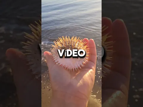 SI VES ESTE PEZ GLOBO EN LA PLAYA CORRE Y PIDE AYUDS