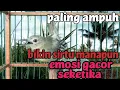 Lagu dalam sekejap cipow/sirpu jenis manapun yang mendengar langsung nyaut emosi gacor seketika