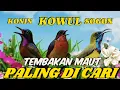 Download Lagu MASTERAN SOGOK ONTONG VS KOLIBRI NINJA VS KOLIBRI WULUNG FULL TEMBAKAN || SOGON KONIN KOWUL GACOR