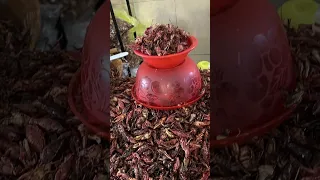 Ant-Pocolypse on our Nordhavn! A Chicatana Invasion #shorts # #mvnoeta