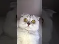 Download Lagu Eh Ada Pesan Whatsapp Hooman