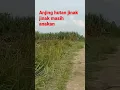 Download Lagu anakan anjing hutan jinak jinak