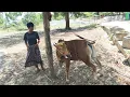 Download Lagu Sapi Baru Tim Ser Naser Jr... Kira Kira Sapi Dari Tim Apa Ya...? 
