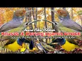 Download Lagu MP3.. Suara Pikat Burung Sogon Dan Pijantung+Prenjak. Paling Cepat Respon..