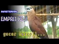 Download Lagu masteran suara emprit kaji gacor ngeroll - burung pipit white headed munia bird singing training