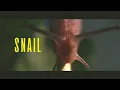 Download Lagu Zen video for relaxation during exam period: Snail