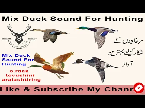 Download MP3 Duck sound-duck quack-Duck sound for hunting, mix ducks sound,by DGK Hunter,.