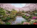 Cherry Blossoms Koi Pond Garden