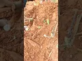 Download Lagu Army to Agriculture...  Organic CASSAVA harvest..07/04/2025