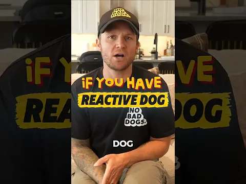Stop Apologizing for Your Reactive Dog