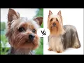 Yorkshire terrier vs Silky terrier