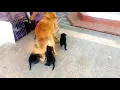 GOLDEN RETRIEVER X ROTTWEILER PUPPIES
