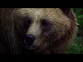 Grizzly Bear Grizzly Bear art prints visit www Eyesight4Vision com Nature 4k Nature scape