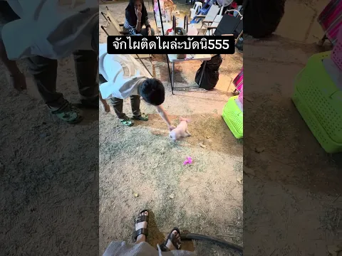 จักไผติดไผ