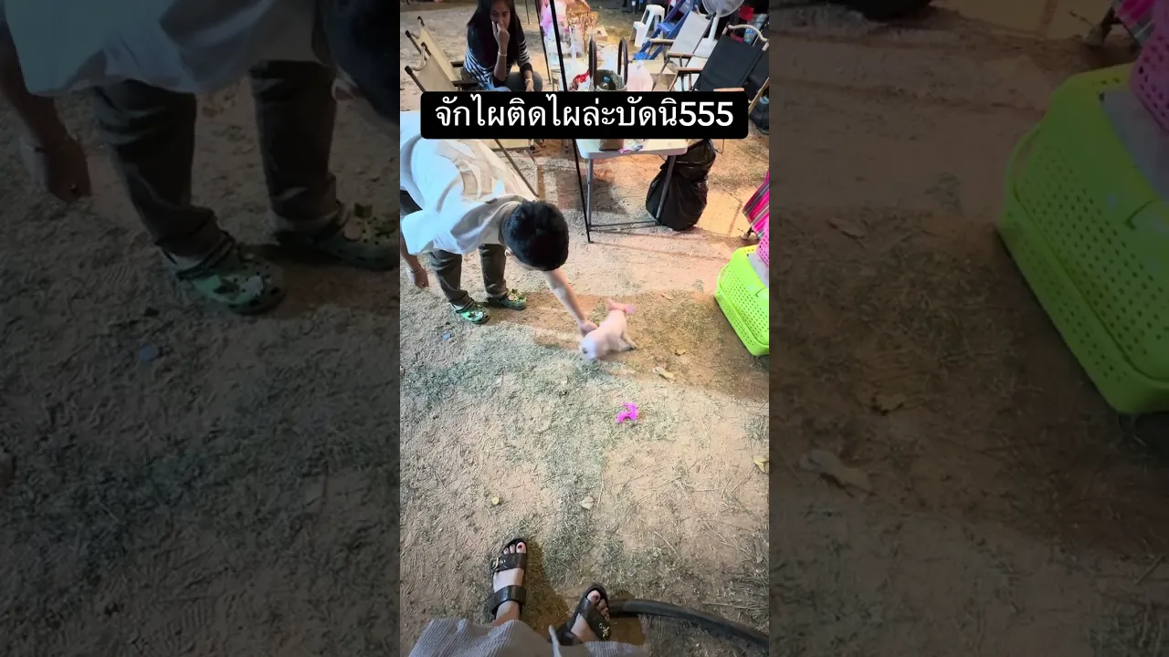 จักไผติดไผ
