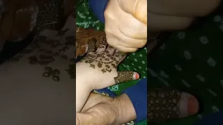 حناء صحراوية 