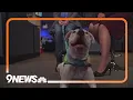 Petline9 Hobo Care Boxer Rescue