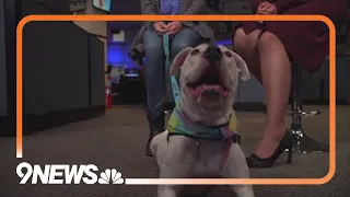 Petline9 Hobo Care Boxer Rescue