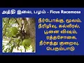 Download Lagu Athi Ilai, Pazham benefits in Tamil | அத்தி இலை, பழம் | மூலம், நீரிழிவு | Home remedy for Piles