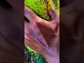 Download Lagu Alat super tajam untuk mengupas kulit buah nangka dengan mudah #shorts