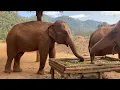 Lagu Surprise Dinner Guest: Namthip Joins the Elderly Elephants For a Bite - ElephantNews