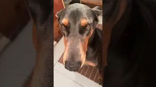 #Fyp #dream #doberman #pets #vlog
