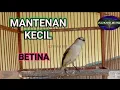 Download Lagu Mantenan kecil betina manggil manggil jantan@faxxybird