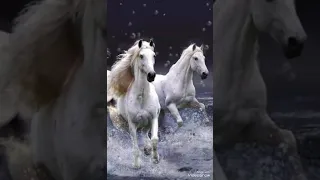 طبت في ليلك ومصباحك  دندنها