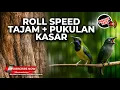🔴 Live Cucak Cungkok Super Gacor Roll Speed Materi Tajam vs Srigunting Gacor Nembak Kasar