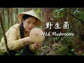 Download Lagu This year’s wild mushroom feast is here—late, but good flavors are always worth the wait!【滇西小哥】