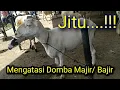 Download Lagu Solusi Domba Majir Atau Bajir Dengan Jeruk ( Part 1 )