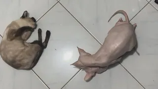 sphynx cat mating breeding actual video sphynx sphynxcats