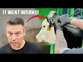 Download Lagu HET VERWIJDEREN VAN EEN OORLABEL BIJ EEN KOE, EEN ZOOLZWEER... EN EEN HEEL GOEDE HERHALING!!!