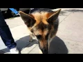 Westside German Shepherd Rescue