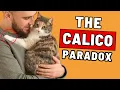 If Your Calico Cat Has a Lot of White It Means