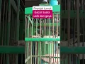 Download Lagu Burung Prenjak Lumut gacor 🔥🔥🔥