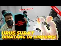 Lagu KABAR GEMBIRA UNTUK PECINTA HEWAN \u0026 TUMBUHAN DARI BKSDA