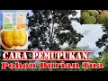 Lagu Cara Pemupukan Durian Yang Sudah Tua