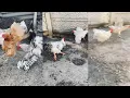 These roosters run fast Chickens run away