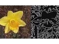 Edge Detection with MATLAB