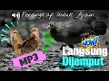 Download Lagu Suara Anak Ayam Hutan | Suara Perangkap Memanggil Induk Ayam Hutan