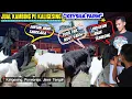 Lagu Kambing PE Kaligesing Harga Terbaru ‼️ Jantan \u0026 Betina Produktif
