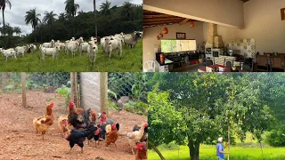 VENDE-SE fazenda de porteira fechada com ótimo preço barato em Minas Gerais