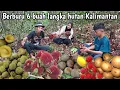Lagu Berpetualang berburu 6 jenis buah langka hutan Kalimantan 